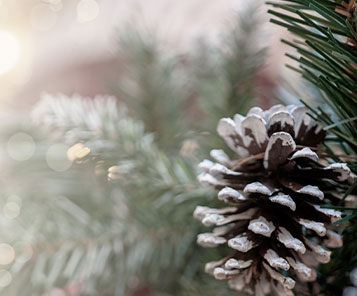 La Ferme de Malido - VENTE DE SAPINS DE NOËL